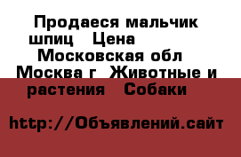 Продаеся мальчик шпиц › Цена ­ 30 000 - Московская обл., Москва г. Животные и растения » Собаки   